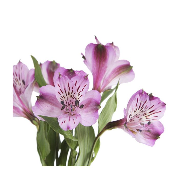 Lavender Alstroemeria