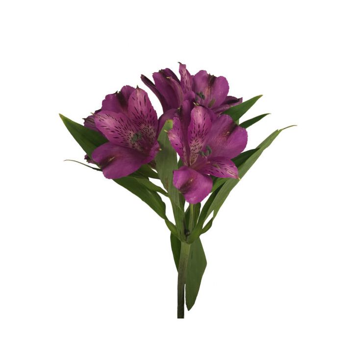Dark Purple Alstroemeria