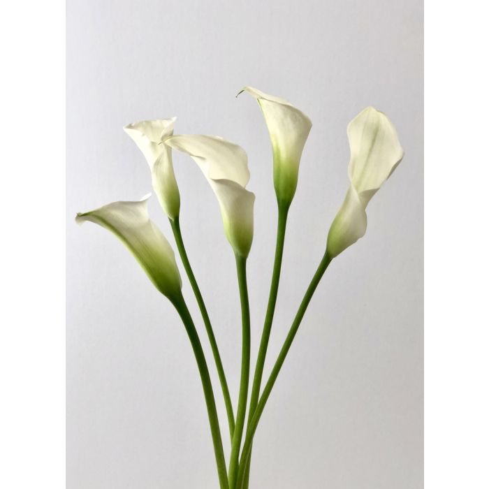 White Mini Calla Lillies
