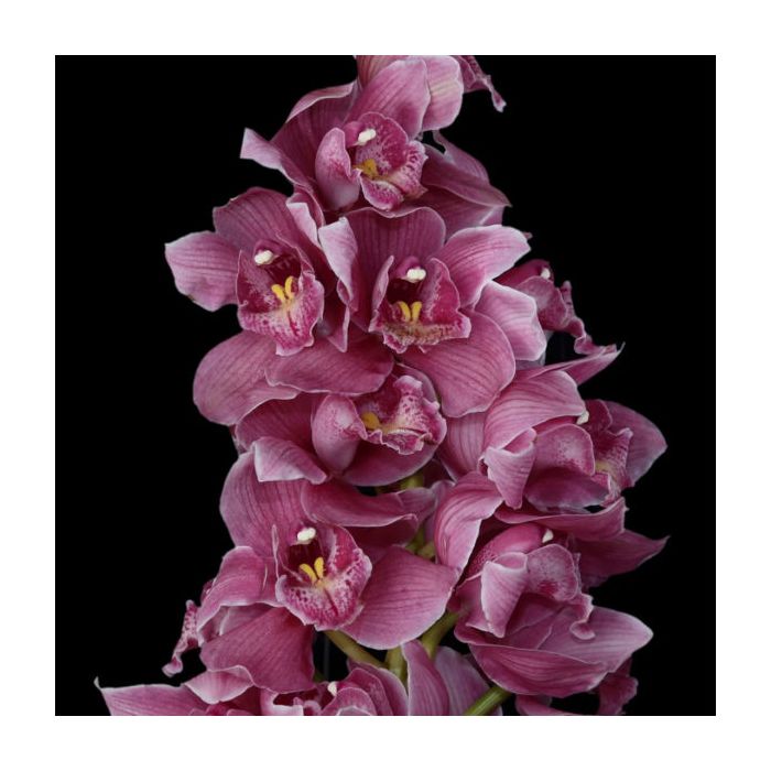 Lavender Cymbidium Orchid