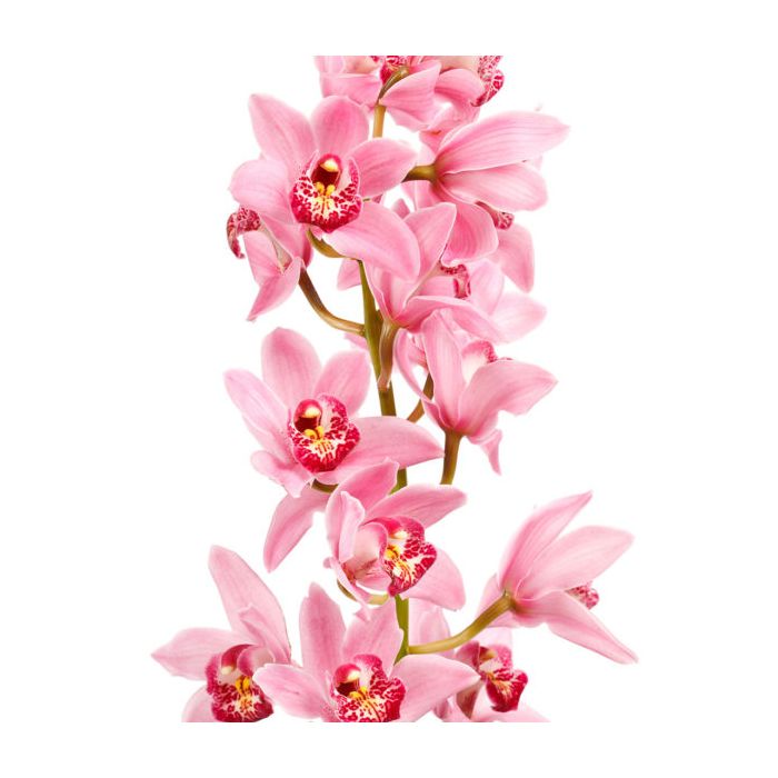 Pink Cymbidium Orchid,Perennial Flowers Full Sun