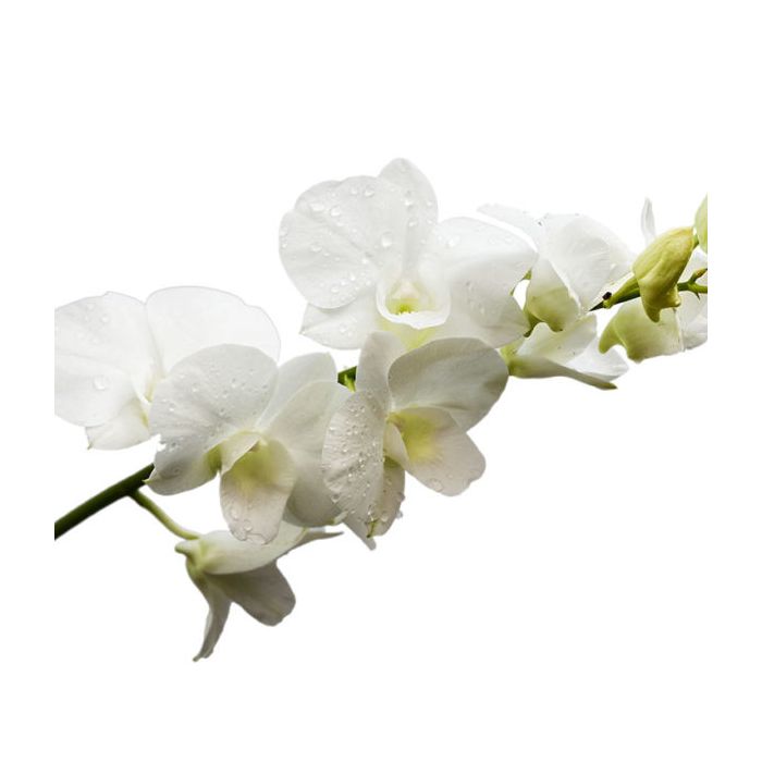 White Dendrobium Orchid