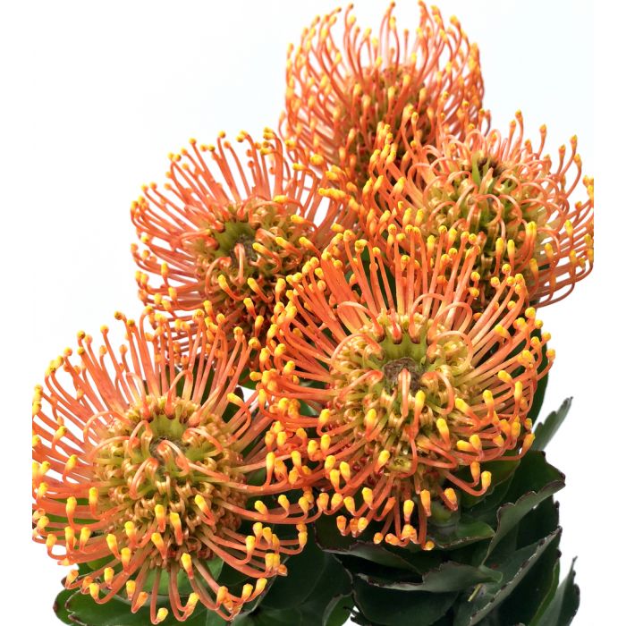 Orange Pincushion Protea