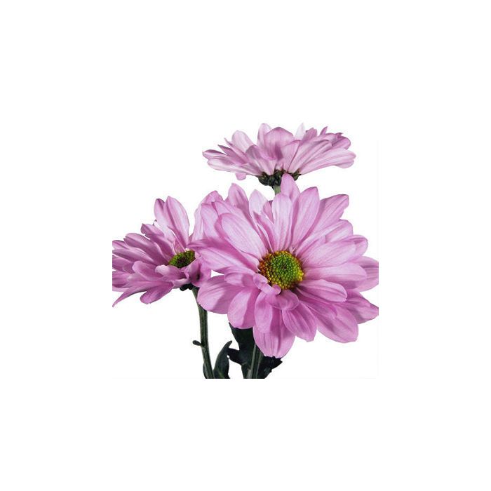 pink daisy