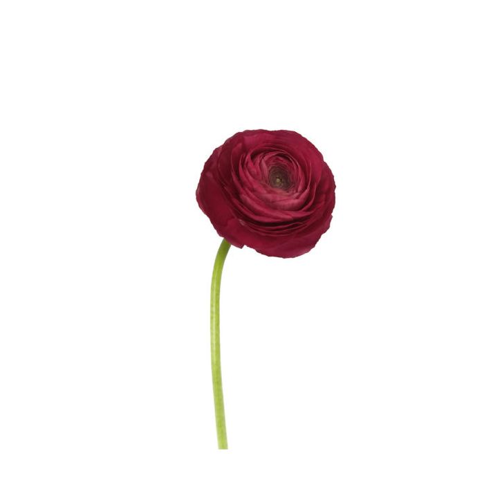 Dark Pink Ranunculus