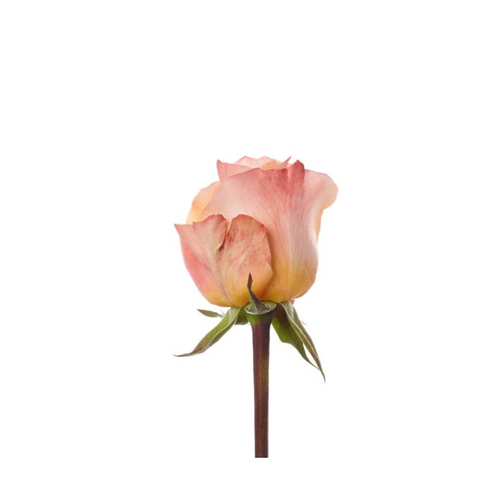 reef rose