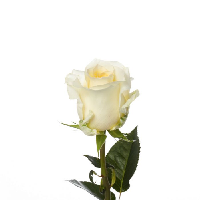 Cream Long Stem Creme De La Creme Rose
