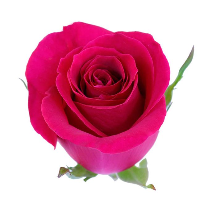 Hot Pink Standard Pizzaz Rose