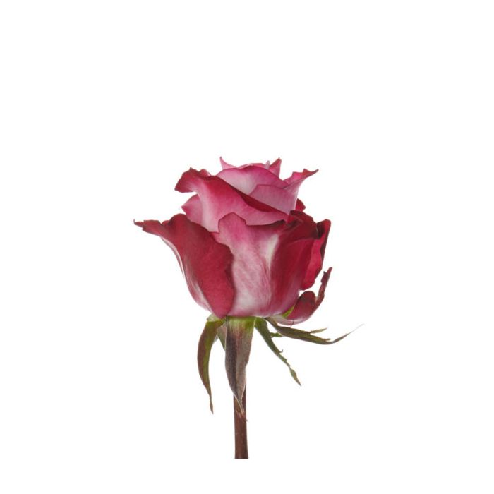 Lavender Long Stem Deep Purple Rose