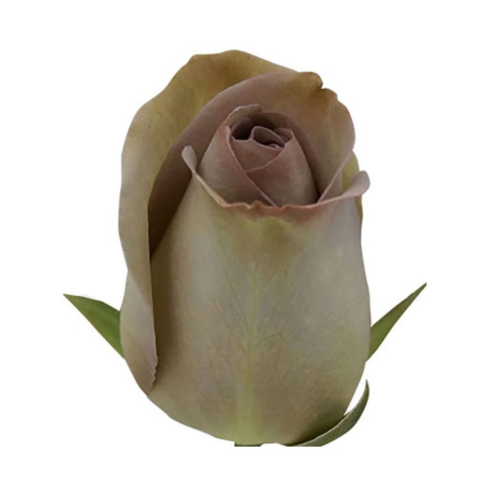 Get Wallpaper Lavender Standard Amnesia Rose Desktop Wallpaper Free
