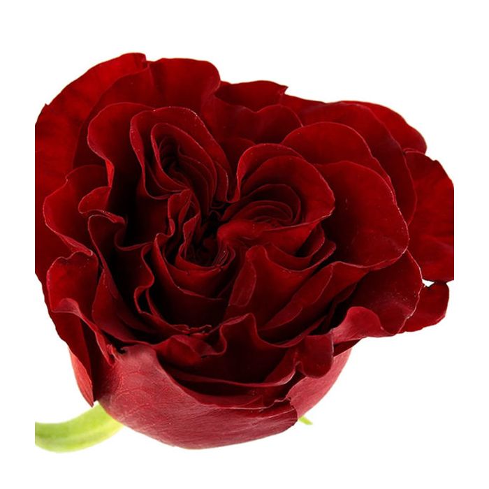 Download Red Standard Heart Rose