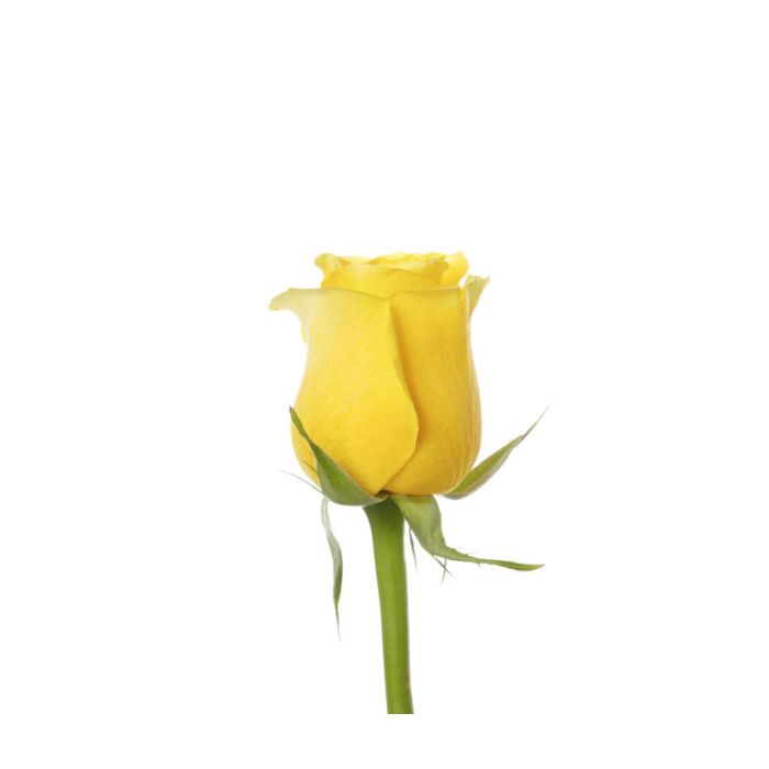 Download Yellow Long Stem Brighton Rose