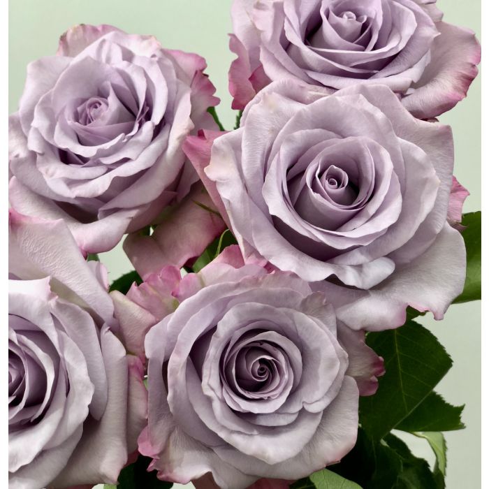 Lavender Long Stem Purple Haze Rose