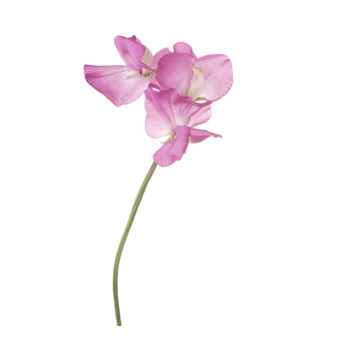 Light Pink Sweet Pea