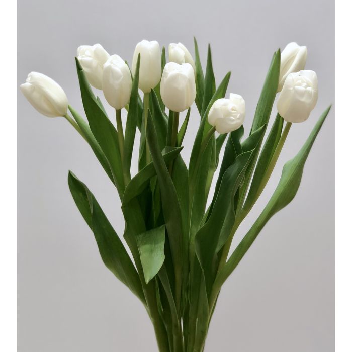 White Tulips Free for commercial use no attribution required high quality images. white tulips