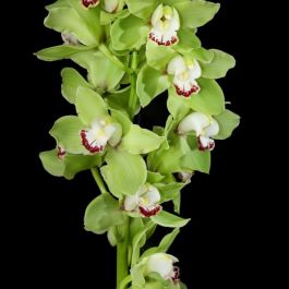 Green Cymbidium Orchid