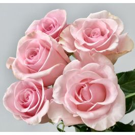 Light Pink Standard Titanic Rose