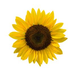 Download Small Sunflowers